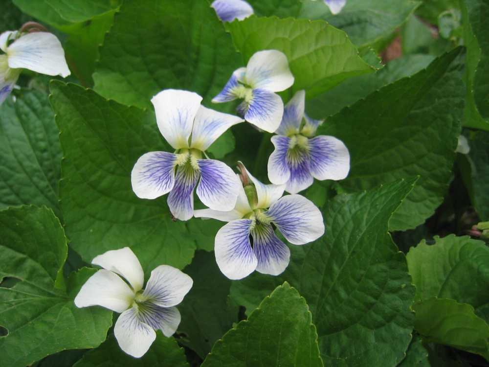 Viola sororia (Pfingst-Veilchen)
